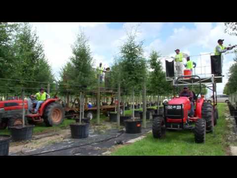 $72m Agribusiness Cherry Lake Tree Farm Selects Acumatica