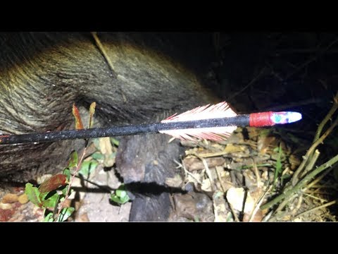YouTube video about: What is the best lighted nock?