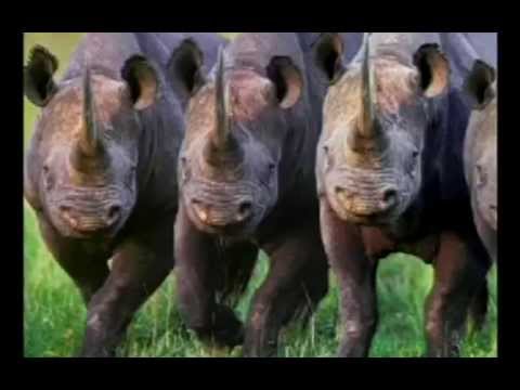 Destramarea Darwinismului (Teoria Evolutiei) - 3