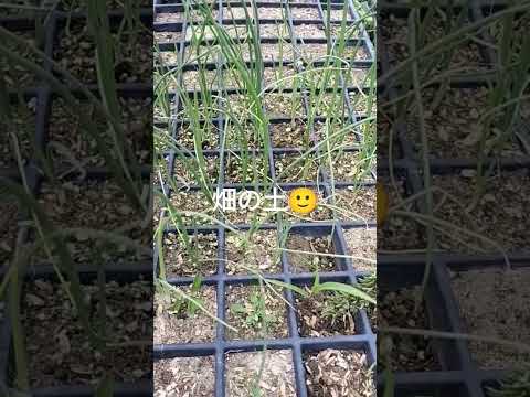 苗にはどんな土を使えばいいのでしょうか？種子の発芽を保証する混合物はこちらです。  庭園