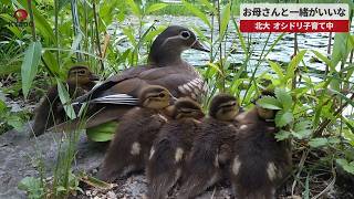 【速報】お母さんと一緒がいいな   北大、オシドリ子育て中