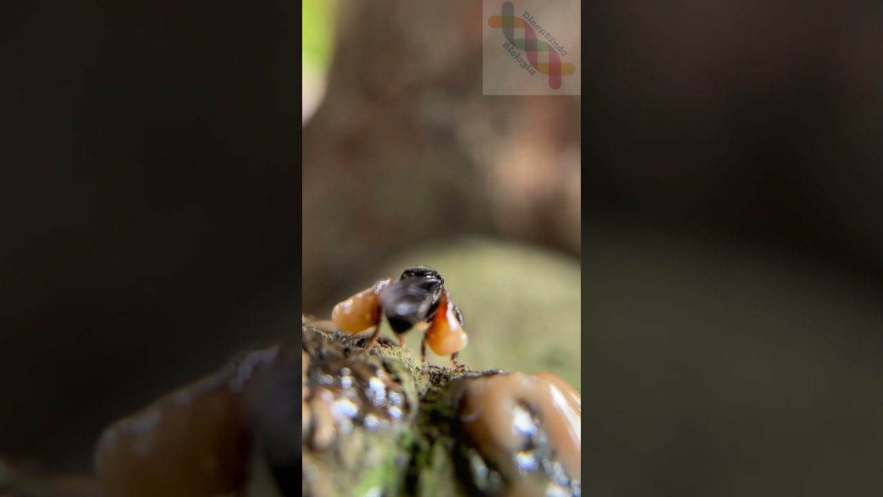 Abelha coletando resina! #shortshorts #shorts #short #shortsvideo #entomologia #shortsviral #abelhas