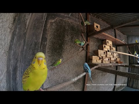 3 Hour of Budgie Chirping Sounds In The Colony Cage - August-1-2019