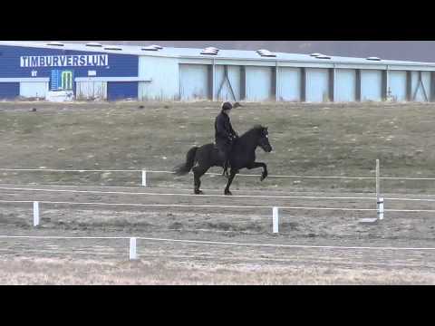 Hringur frá Gunnarsstöðum, 4 vetra