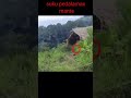 Tertangkap Kamera Suku Mante Asal Aceh Berlari Di Pedalaman Hutan Shorts