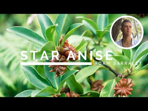 Star Anise - The Oil of Deep Mystery