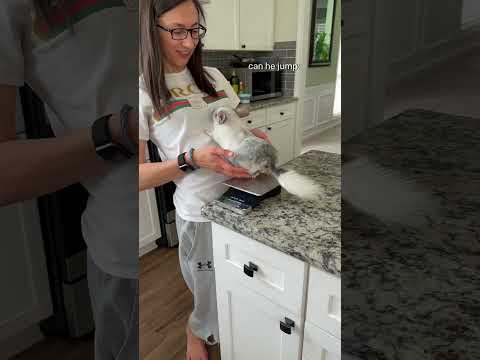 Which Chinchilla Weighs the Most?! 💪 #chinchilla #shorts #pets #petcare #chinpals