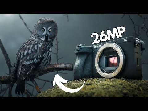 Sony A6700 Testbericht | Gut geeignet für Tierfotografie?