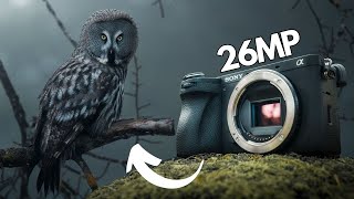 Sony A6700 Review|Good for WILDLIFE Photography?