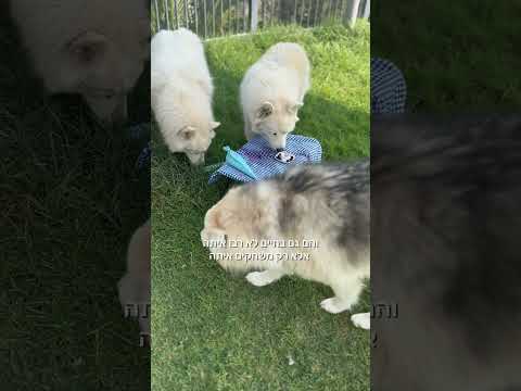 סיה יכולה להיות אכזרית לפעמים 😳🥲