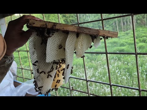 фото мёд от 17 рублей/литр с бесплатной доставкой 0