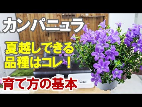 ハンギングクッション ベルフラワー 植物