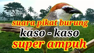 Download lagu Suara Pikat Burung kaso - Kaso | Kombinasi Sogok Ontong mp3 Download lagu Suara Pikat Burung kaso - Kaso | Kombinasi Sogok Ontong mp3