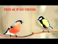 Beautiful Birds Stock Footage 4k HD Free HD Videos No Copyright Footage