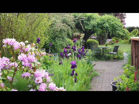 Late Spring Garden Tour - Rhododendrons, Lupins, Irises, Poppies!