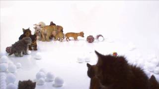 Dvd and blu-ray 187 minutes of kittens and puppiesdelightfully cute puppies and kittens will enchant you while they clumsily tumble chase..