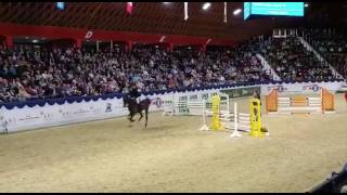 Video of Chacco's Son II
