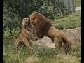 Lion Vs Tiger Full Battle HD Original Sound Not Clickbait Real Fight