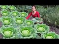 Harvest CABBAGE, grow COWPEAS and cook pig food. My Daily Life Ep.166