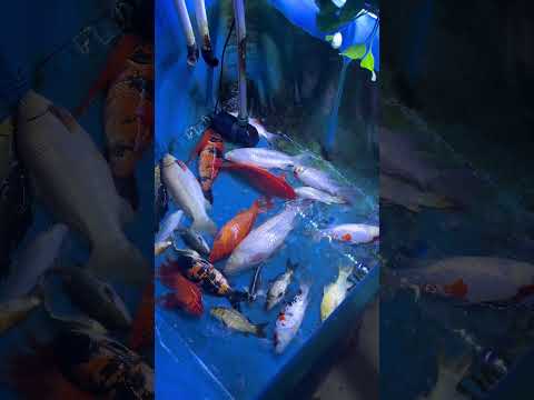 The water pump is broken. Koi carps can survive for 5 hours in low water levels. #koi #fish #pets