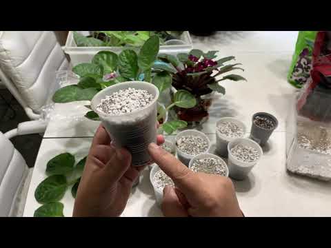 download lagu mp3 mp4 Potting African Violet Cuttings, download lagu Potting African Violet Cuttings gratis, unduh video klip Potting African Violet Cuttings