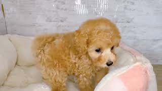 トイプードルの動画01