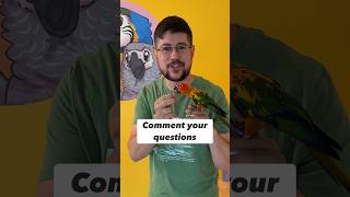 Training parrots Q&A with Conure, Ringneck, and Cockatiel #birds