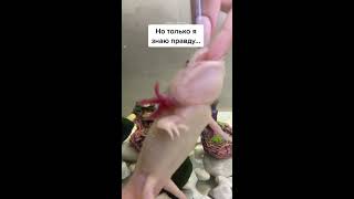 Аксолотль. Так и живем )) #axolotl #аксолотль