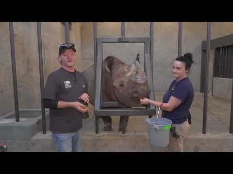 Rhinos Return — See Our Newest Residents
