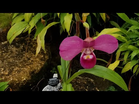 園芸 フラグミペディウム 'メモリア ディック クレメンツ'