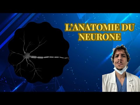 L’anatomie du neurone