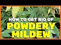 How to Get Rid of Powdery Mildew on Cannabis Plants [PM]