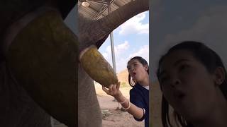 Elephant ki potty se banti coffee