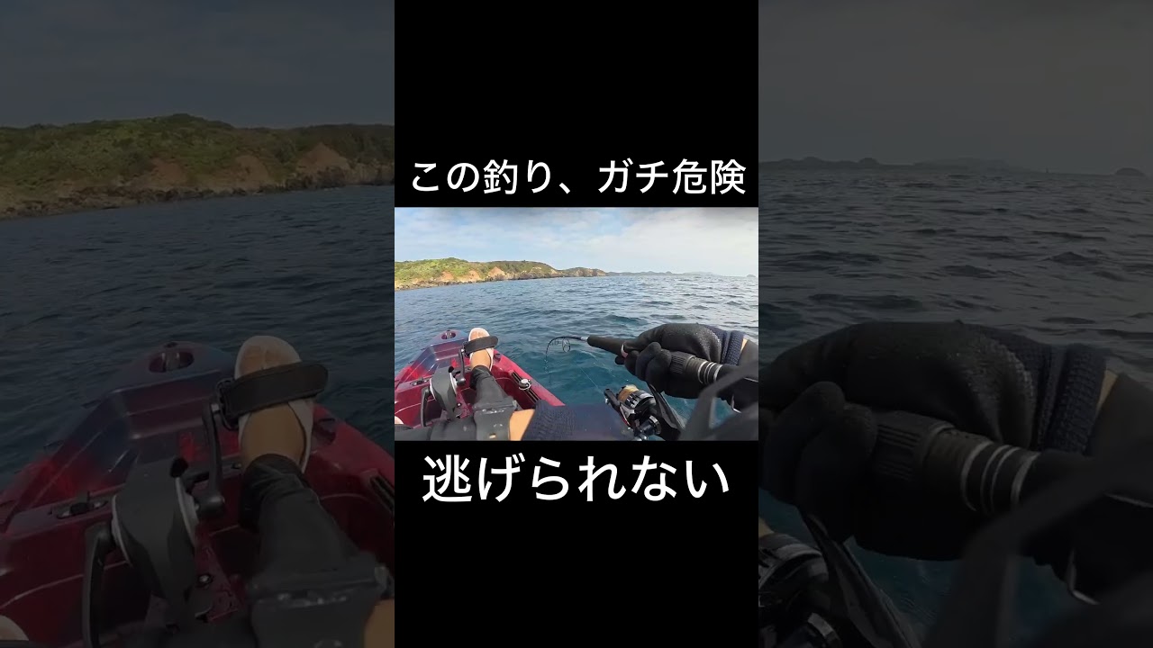 この島はマジでサメが多い　#shorts #shark