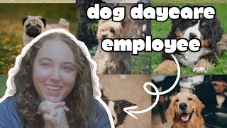 what it's REALLY like working at a DOG DAYCARE // Q & A