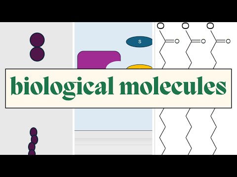 Biological Molecules - AQA A Level Biology