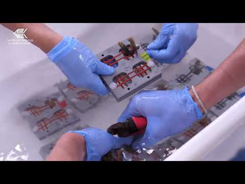 The genes of heat tolerant corals on the Great Barrier Reef