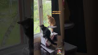 That's Blasphemeow