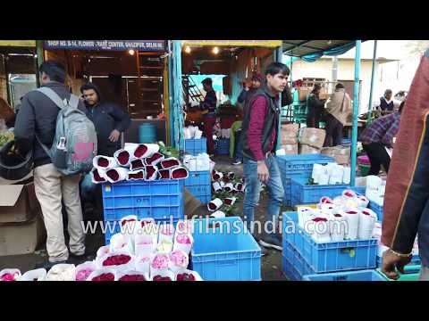 Red Roses being packaging at Ghazipur Phool Mandi flower market in India
