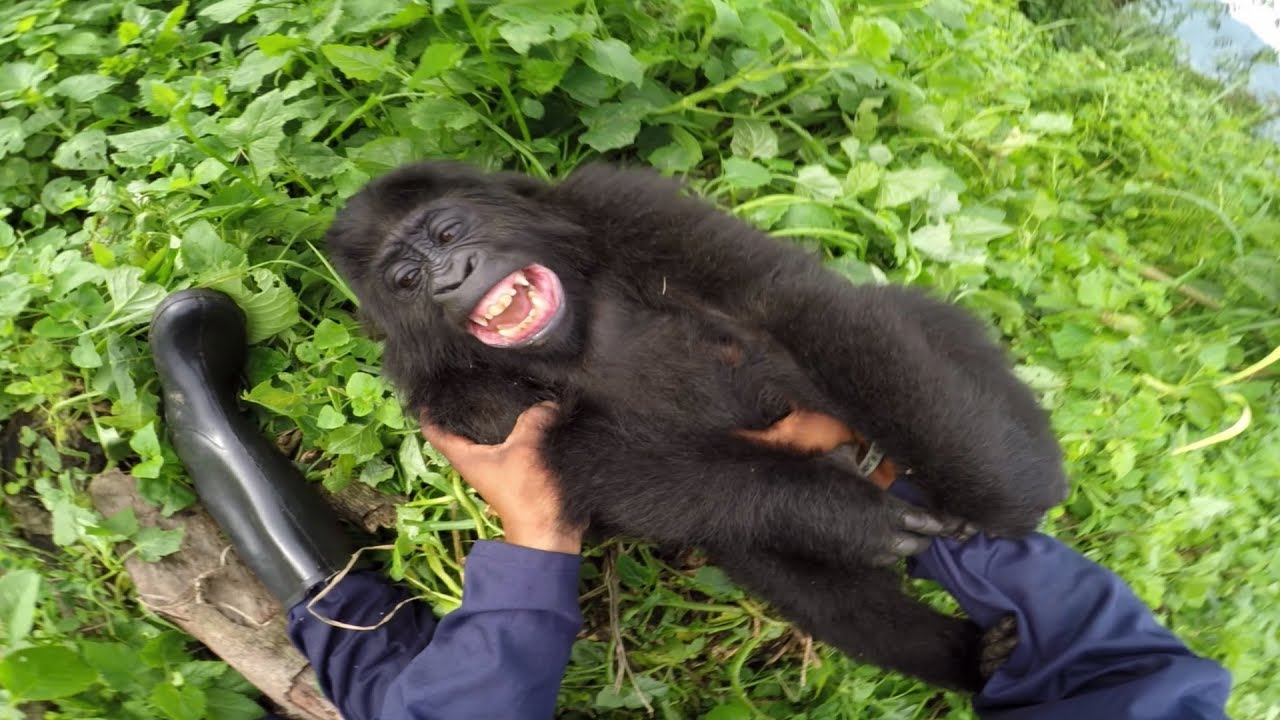 GoPro: Gorilla Tickling at the GRACE Center