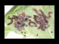 Datana Integerrima Ecdysis