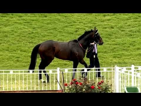 ASCOT 07 NOV 2015, RACE 3 - LUCKY STREET - TREVOR ANDREWS