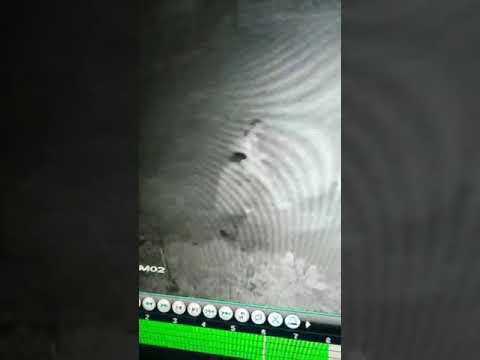 Ladrones de Palomos en Jaruco Cuba