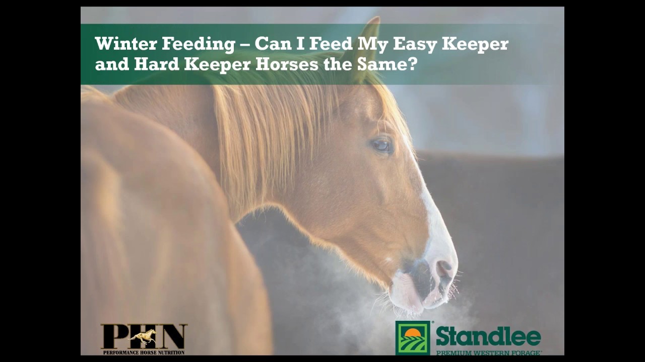 Winter Feeding – Can I Feed My Easy Keeper and Hard Keeper Horses the Same?