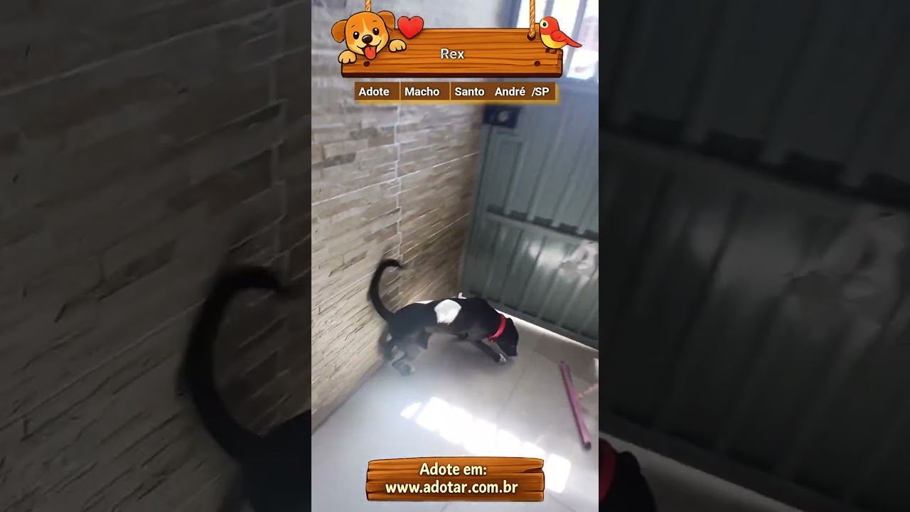 Cachorro raça SRD-ViraLata idade 2 a 6 meses nome Rex