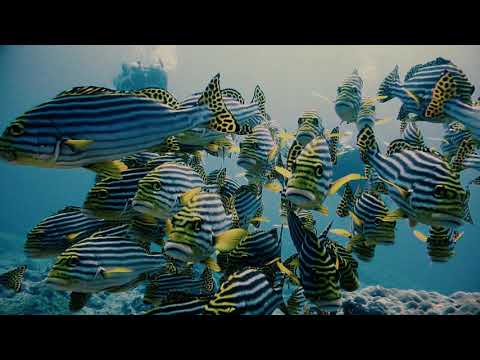 Raajjeyge Rahthah Fehikollamaatho