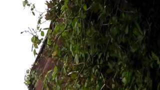 Creepy Sound Recorded Over London/Herts. England.