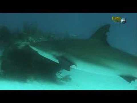 Wyndham Viva Dive/Shark alley, Shark Alley,Bahamas