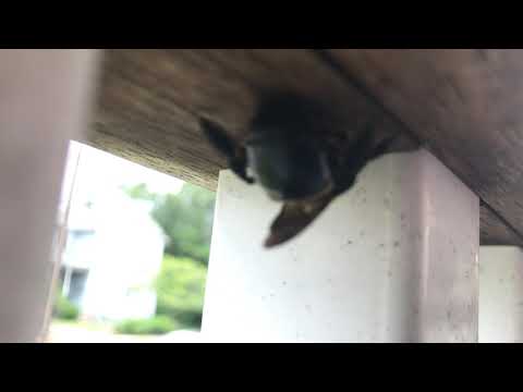 Carpenter Bees Mistaken for Bumblebees in Jackson, NJ