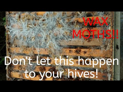 🔵How to keep your combs safe from pests over winter